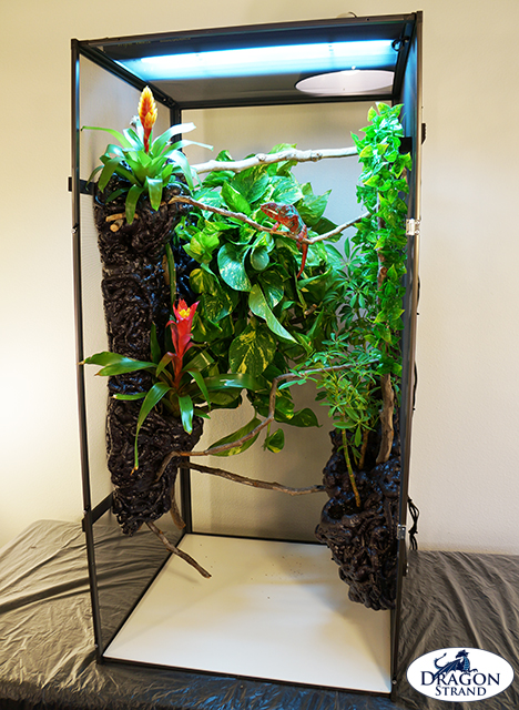 Chameleon Cage Setup