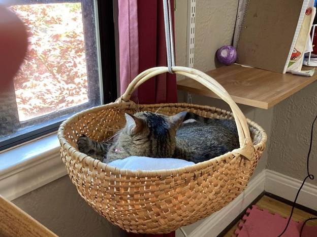 DIY Cat Shelf