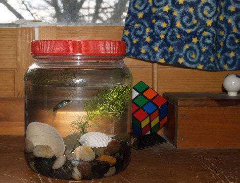 Easy to make Aquarium