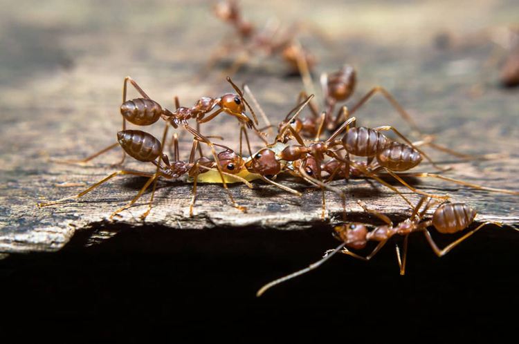 Everything on Ant Traps