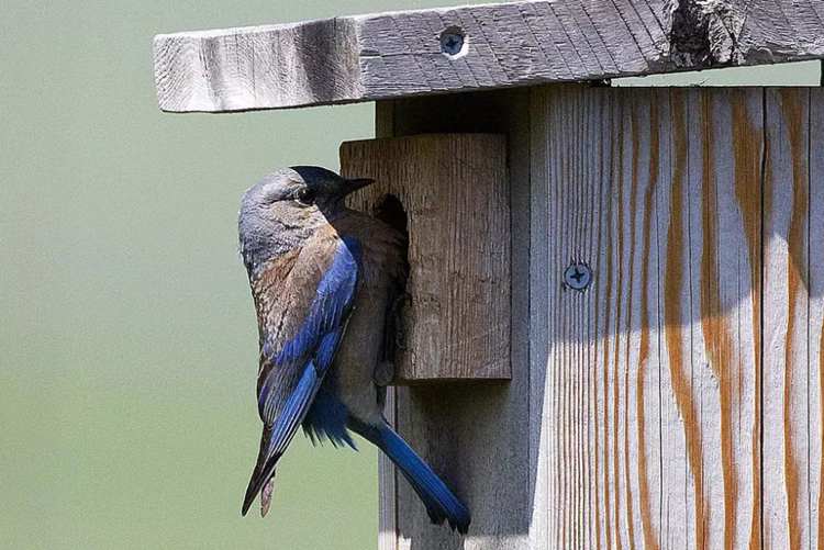 Free Bluebird House Plan