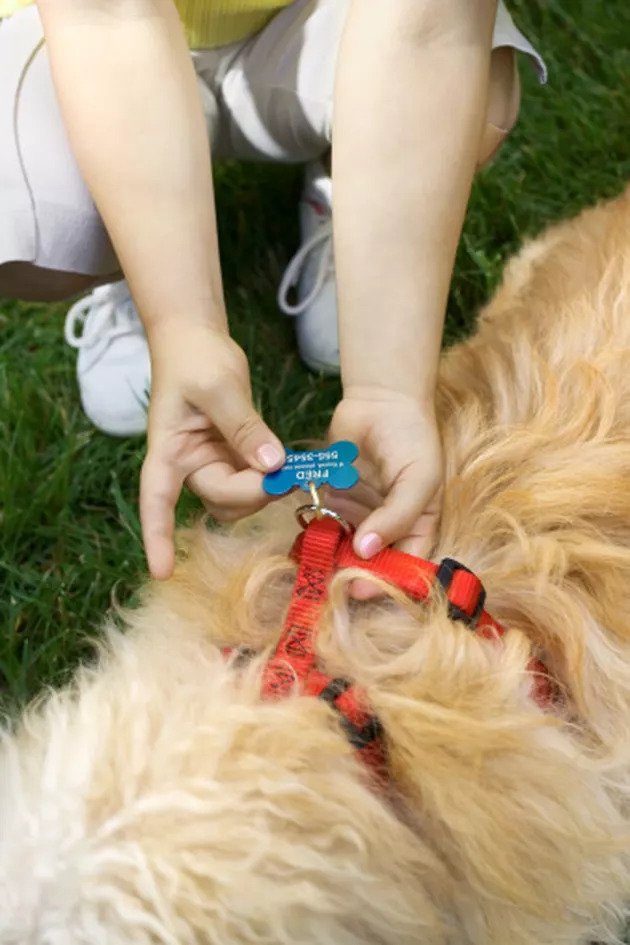 Homemade Dog Harness