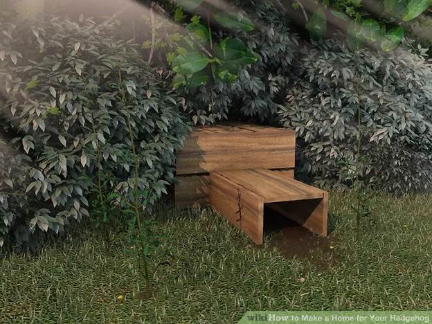 How To Build A Home For A Hedgehog