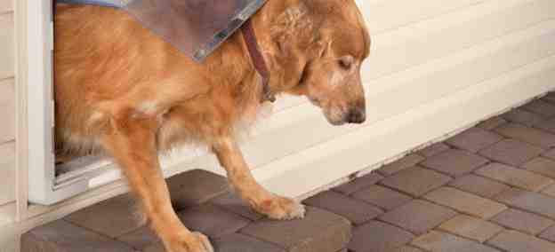 How To Build A Large Dog Door