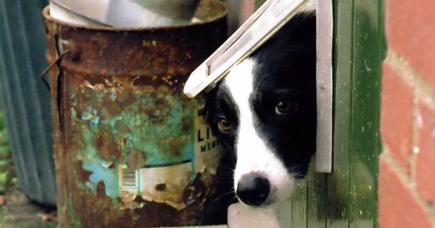 How To Design A Doggie Door