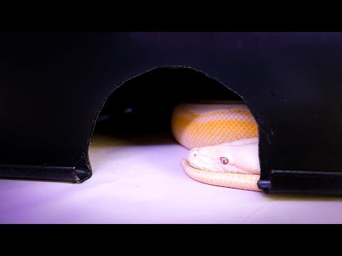 How To Make Hide for reptiles