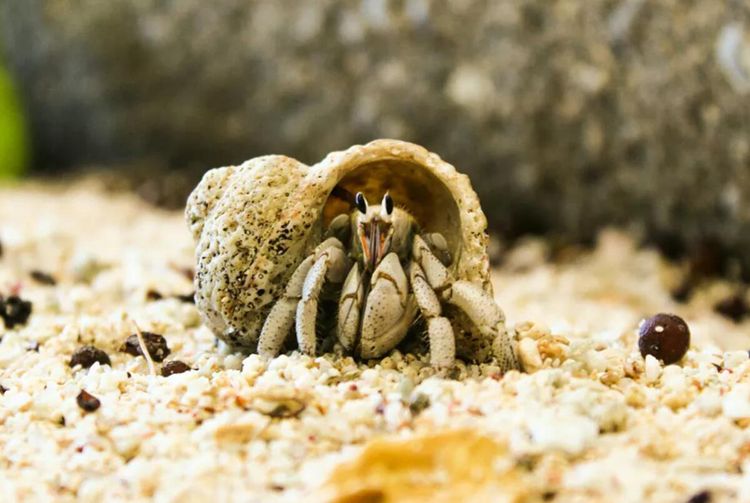 How To Setup A Sand Tank For Crab