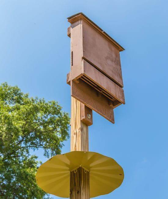 Tips On Building A Bat House