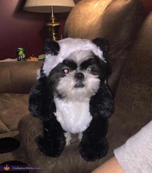 Puppy Panda wear Idea