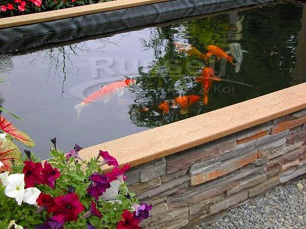 Building A Koi Pond