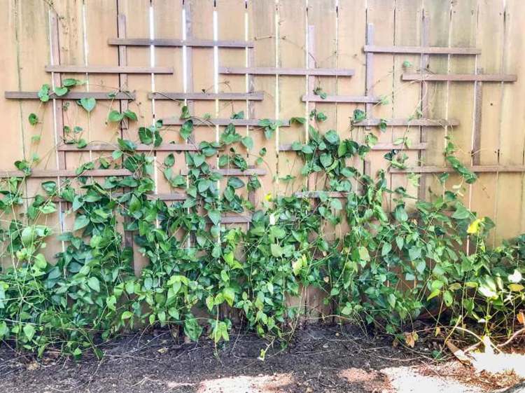 DIY Garden Trellis