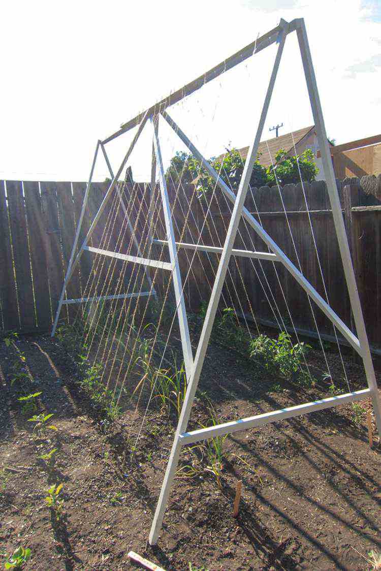 Tomato Trellis