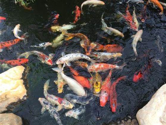 How To Build A Koi Pond Cheap