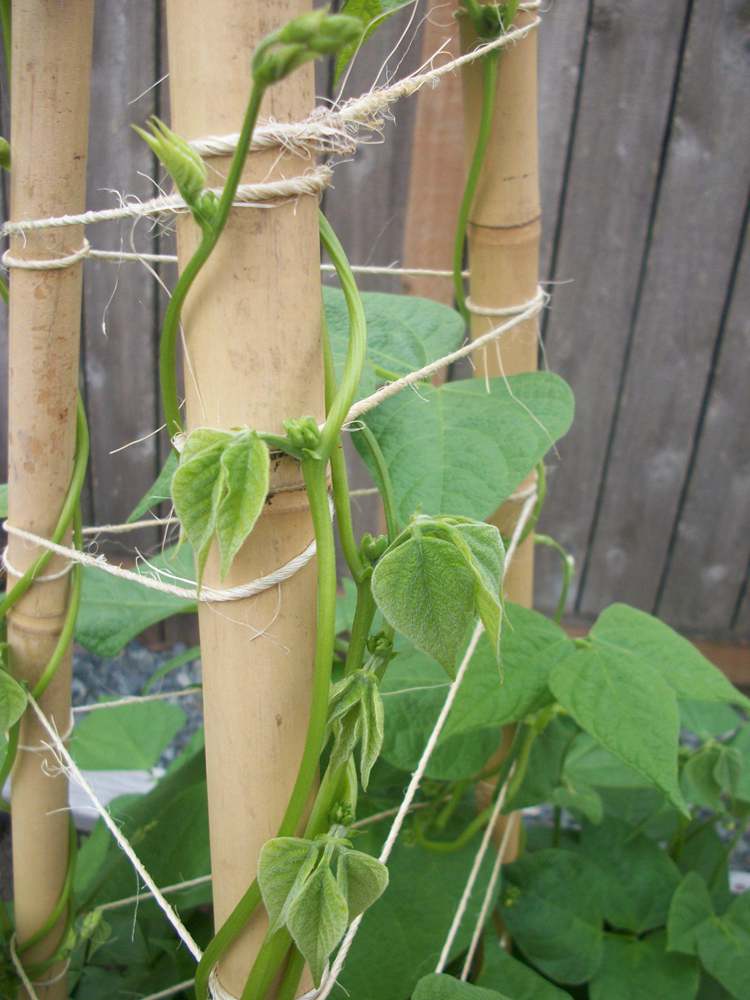 How To Make A Tee Pee Trellis