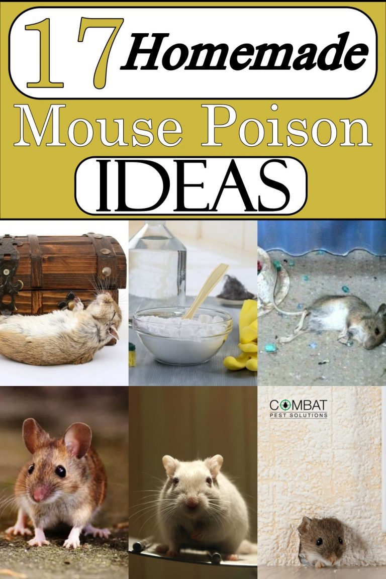 17 Homemade Mouse Poison Ideas