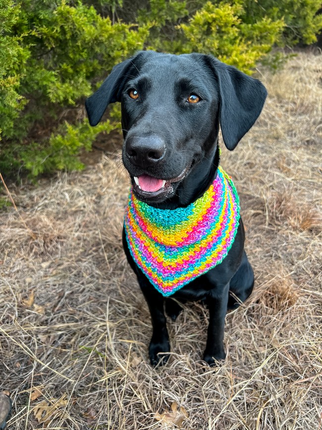 Dog Bandana