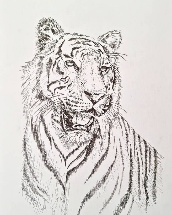 Bengal Tiger