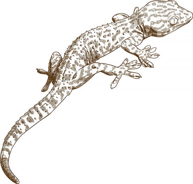 Gecko Drawing