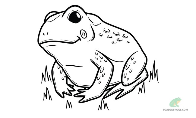 How To Draw A Cute Toad