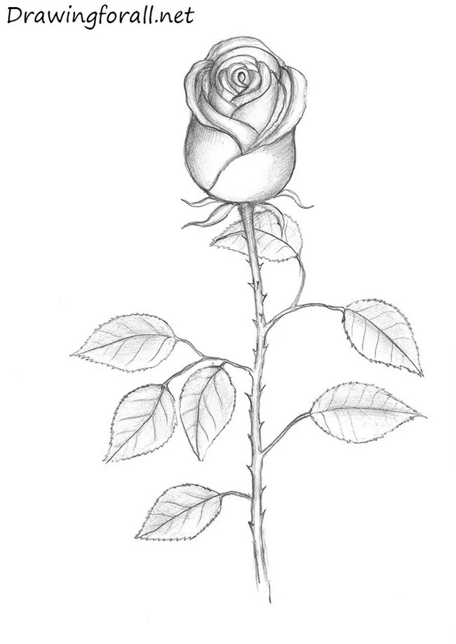 How To Draw A Rose