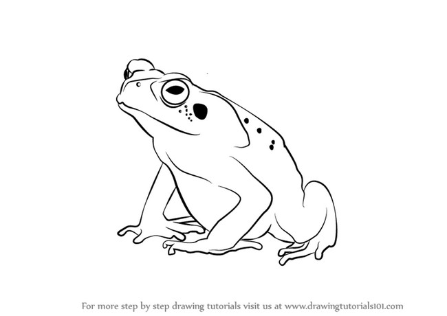 How To Draw A Toad