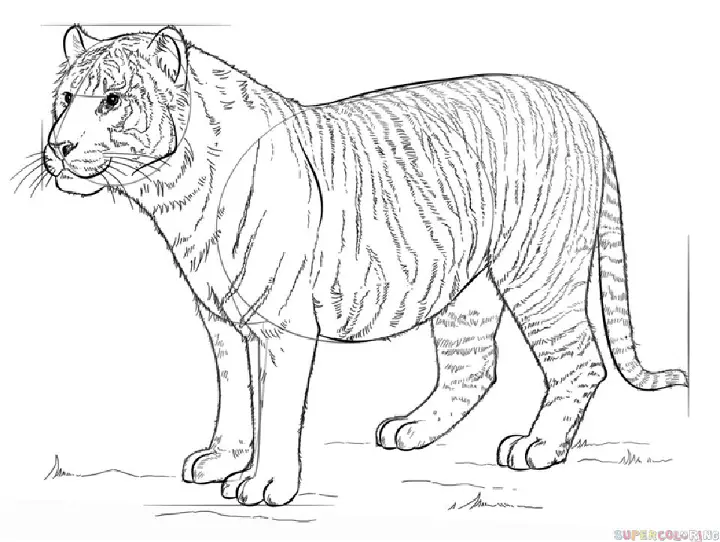 How To Draw Bengal Tiger