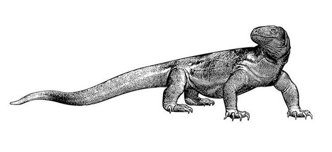 Komodo Dragon Drawing