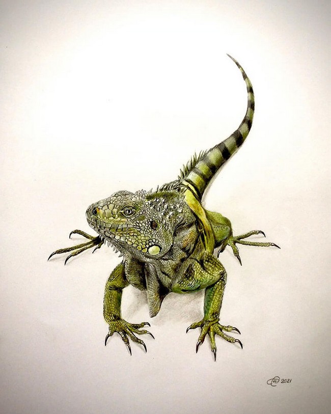 Realistic Green Iguana