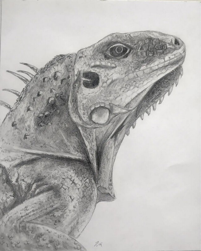 Realistic Lizard Drawing