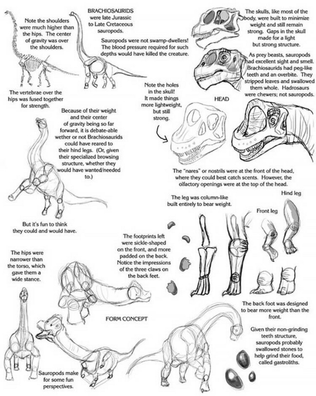 Sauropod Tutorial