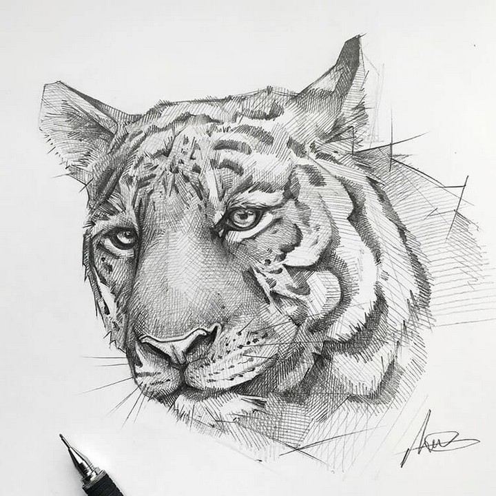 Tiger Linework Drawing