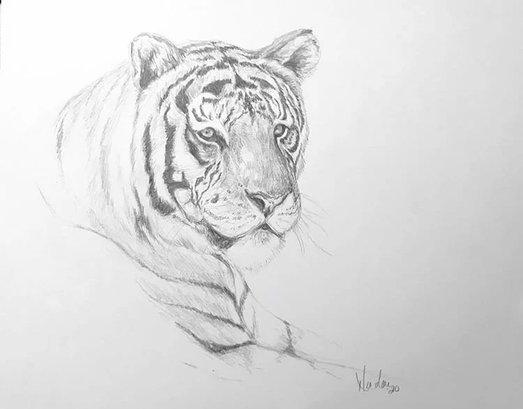 Tiger Pencil Drawing