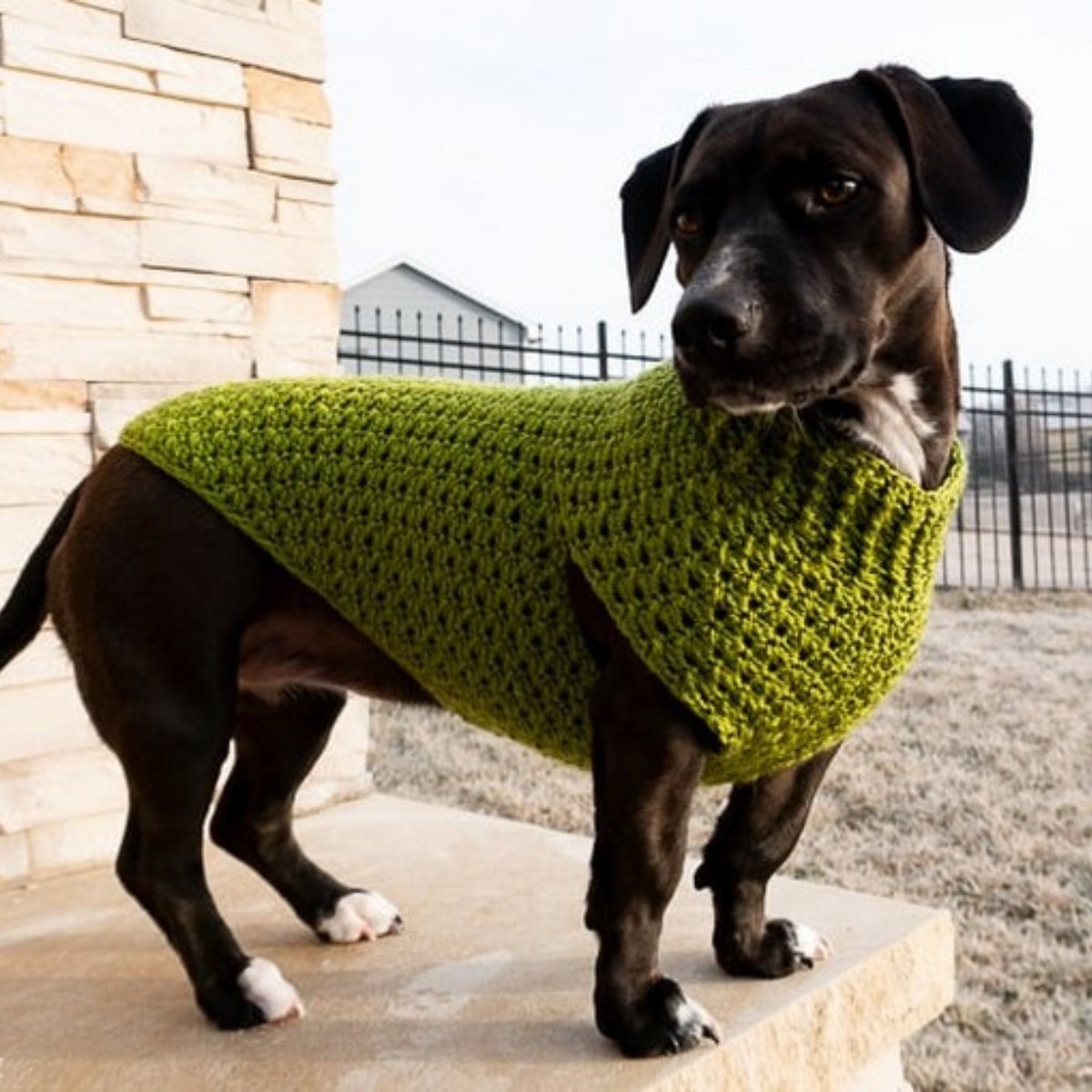 Crochet Dog Coat Patterns