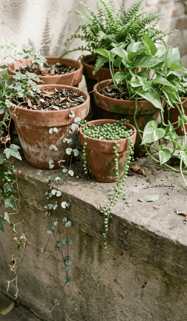 Clay Pot Garden with Trailing Plants