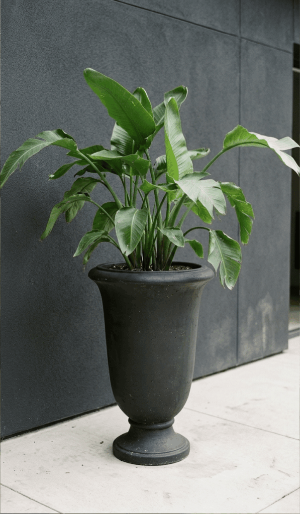 Tall Black Urn Planter Styling